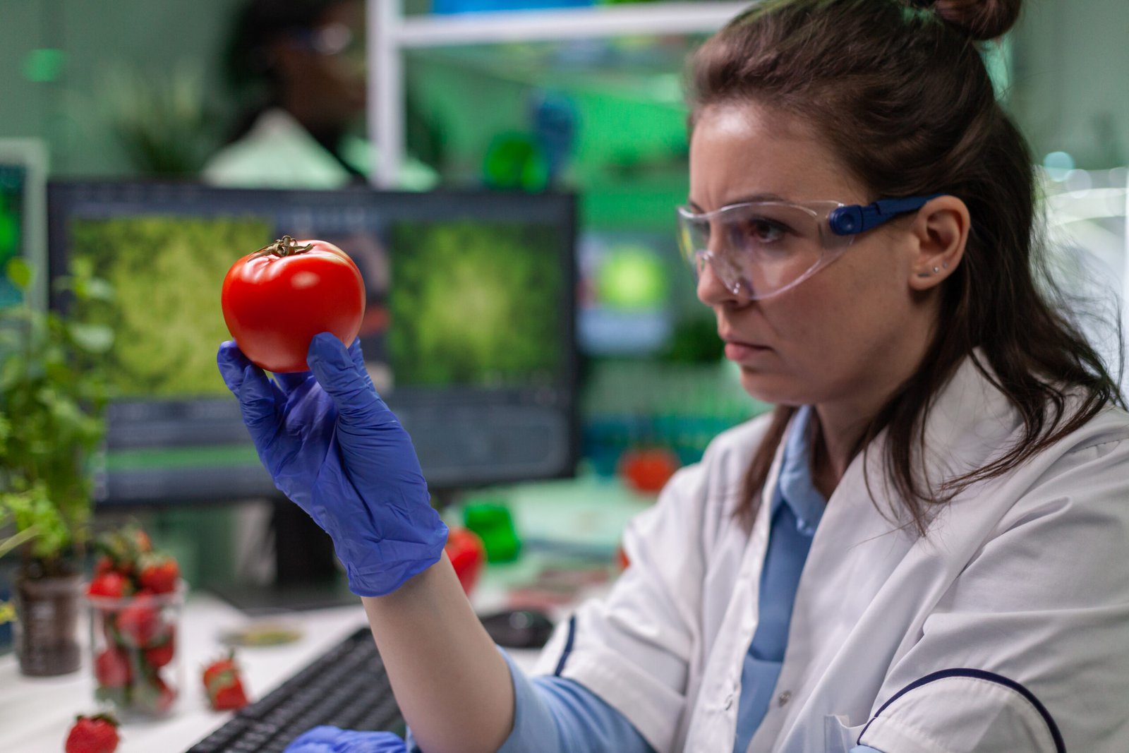 Front view of biologist reseacher woman analyzing tomato injected with chemical dna for scientific agriculture experiment. Pharmaceutical scientist working in microbiology laboratory.