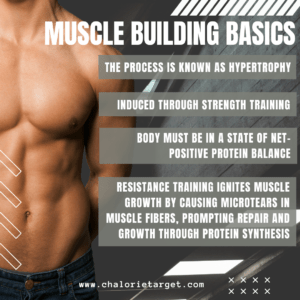 Muscle Building Basics